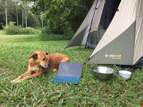 Lifestyle Pets Welcome image